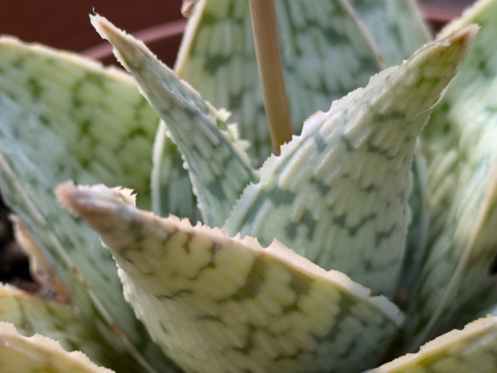 Aloes-white-fox4 Aloe white Fox