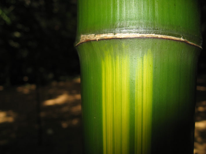 phyllostachys-vivax-huangwenzhu-bambuswald-2011