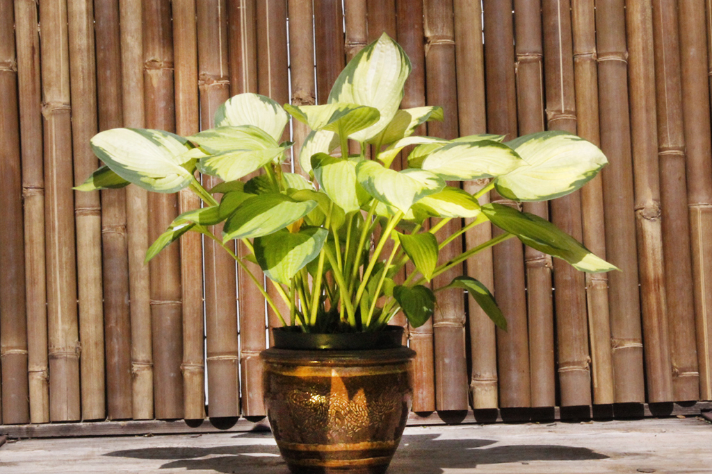 Gelbgruen_MG_0001 Gelbgrüne Funkie, Hosta x fortunei Gold Standard