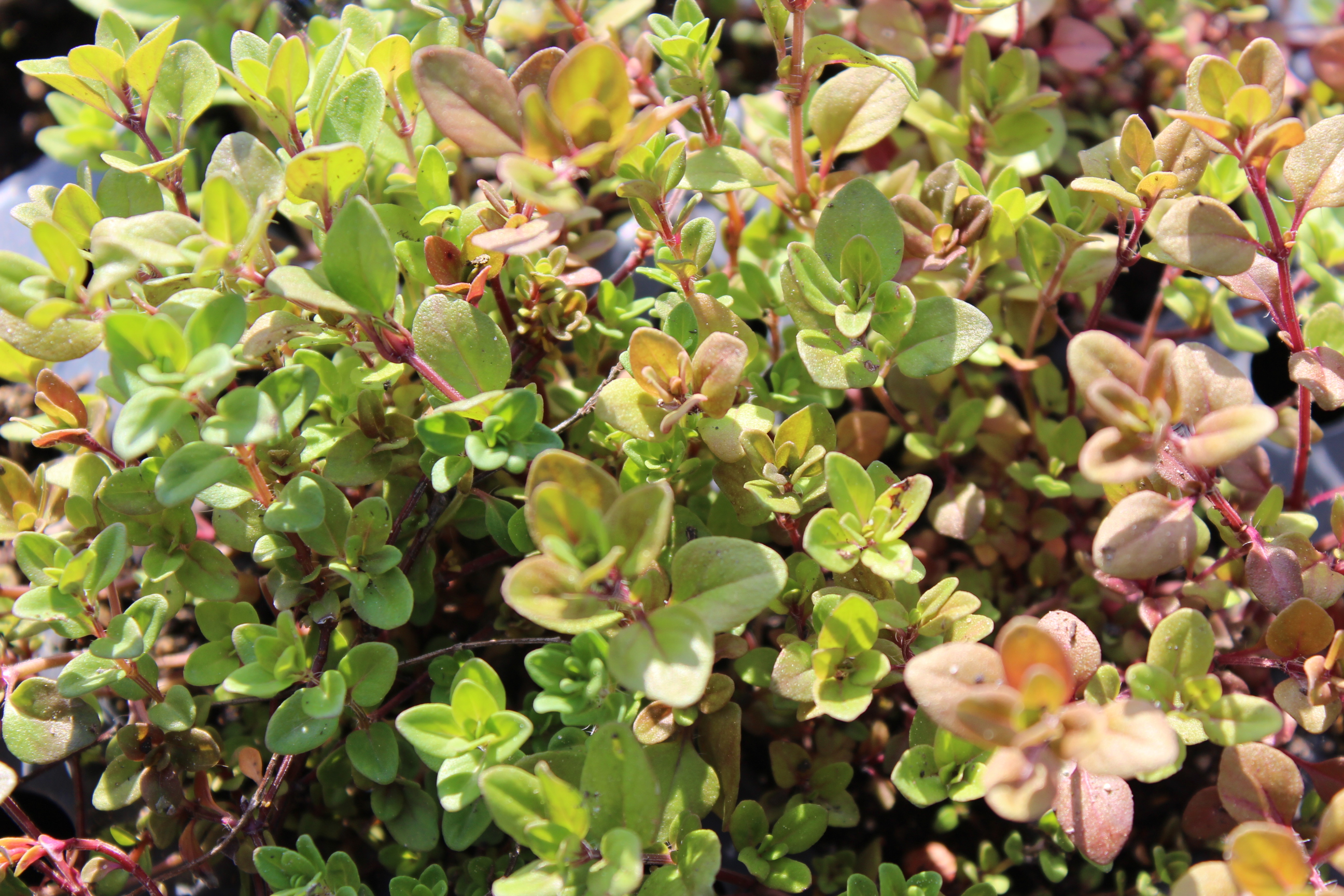 Thymian, Thymus pulegioides