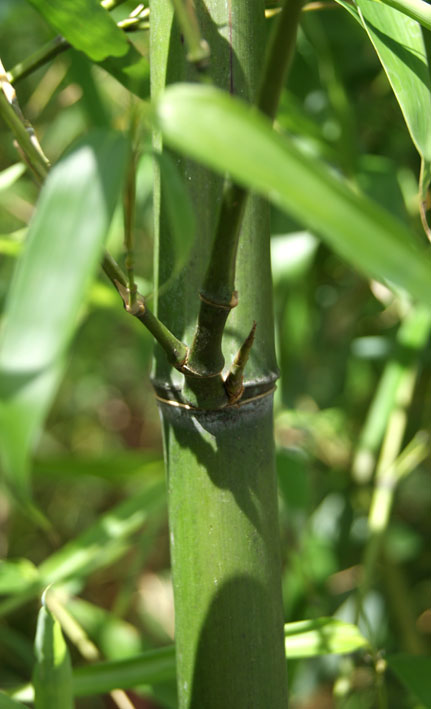 phyllostachys-vivax-huangwenzhu-bambuswald-6 Gelber Furchen Bambus, Phyllostachys vivax Huangwenzhu