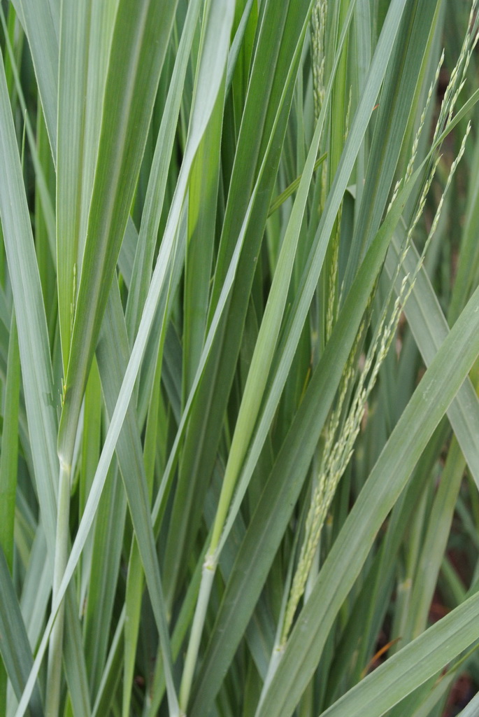 Panicum-northwind-aufrecht Riesen Rutenhirse, Panicum virgatum Nordwind