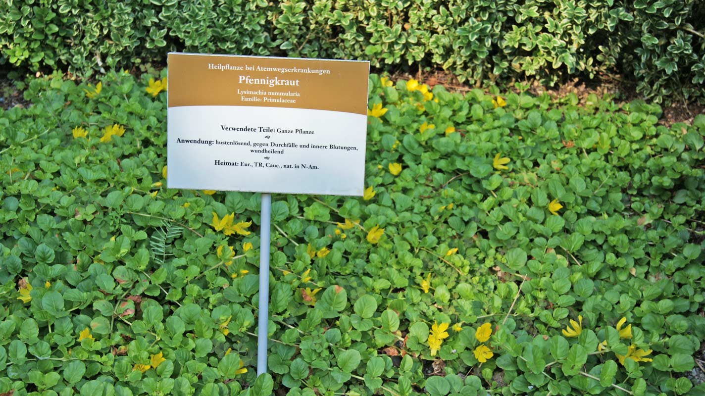 lysimachia-nummularia-pfennigkraut-sumpfpflanze-bambuswald5330753f222eb Pfennigkraut, Lysimachia nummularia