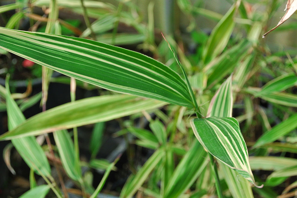 hibanobambusa-shiroshima Buntblättriger Hibanobambusa tranquillans Shiroshima