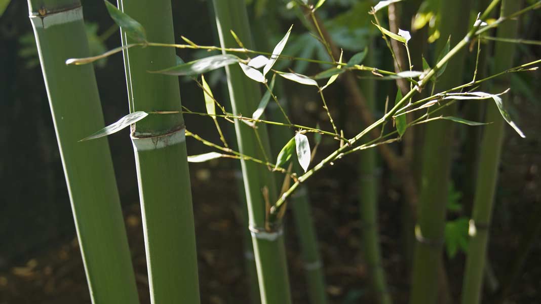 phyllostachys-bissetii-gruener-bambus-bambuswald Grüner Bambus, Phyllostachys bissetii