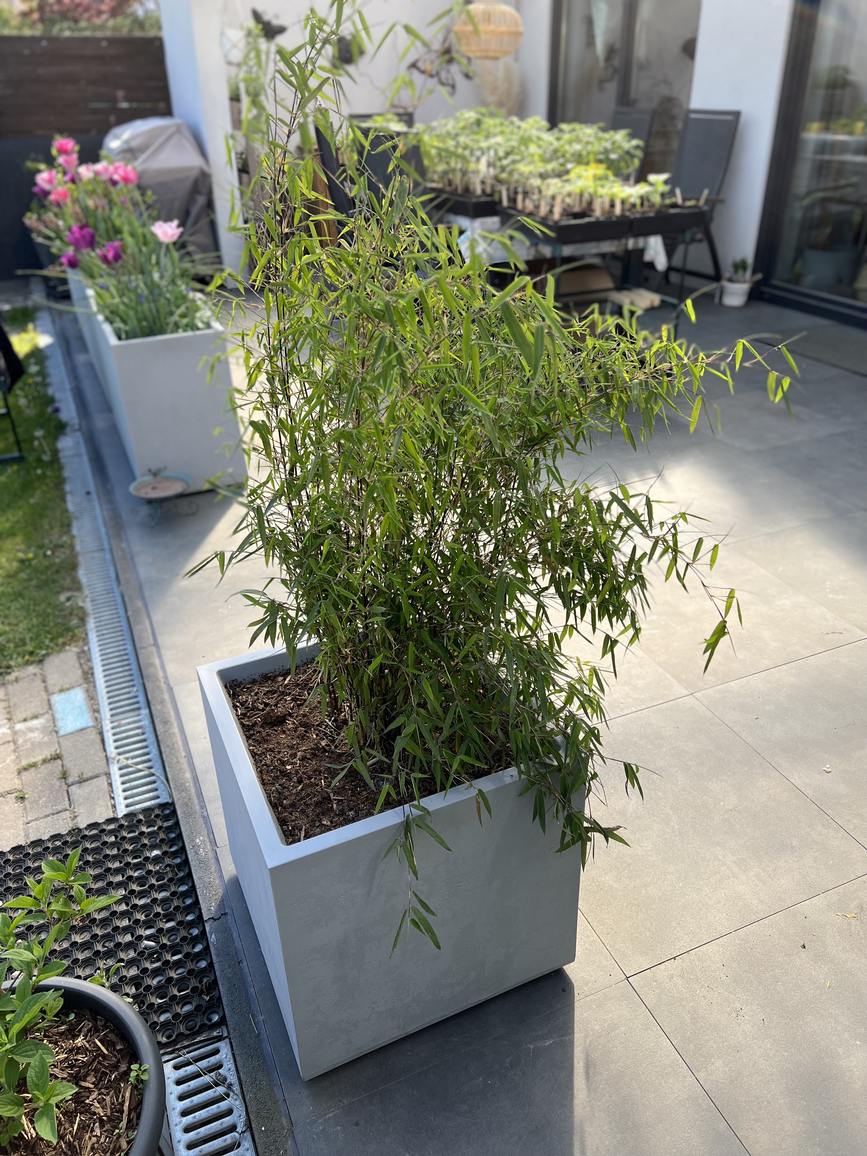 Black-Cherry-und-Betonoptik Black Cherry Bambus, Fargesia spez. Jiuzhaigou 4