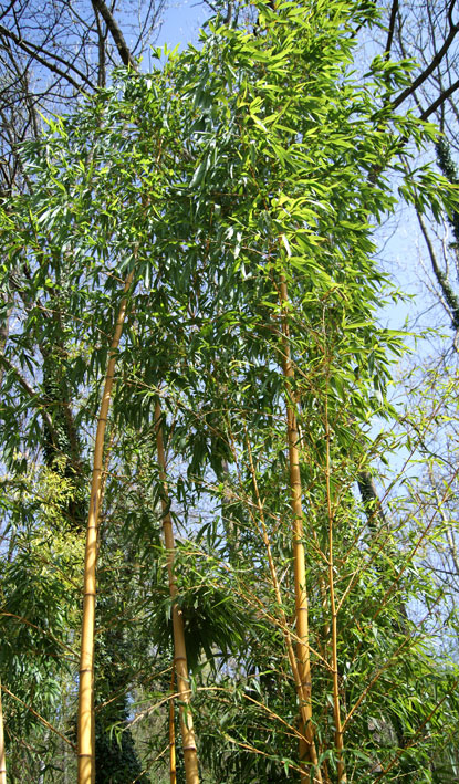 phyllostachys-vivax-aureocaulis-bambuswald-4 Zauber Bambus, Phyllostachys vivax Aureocaulis