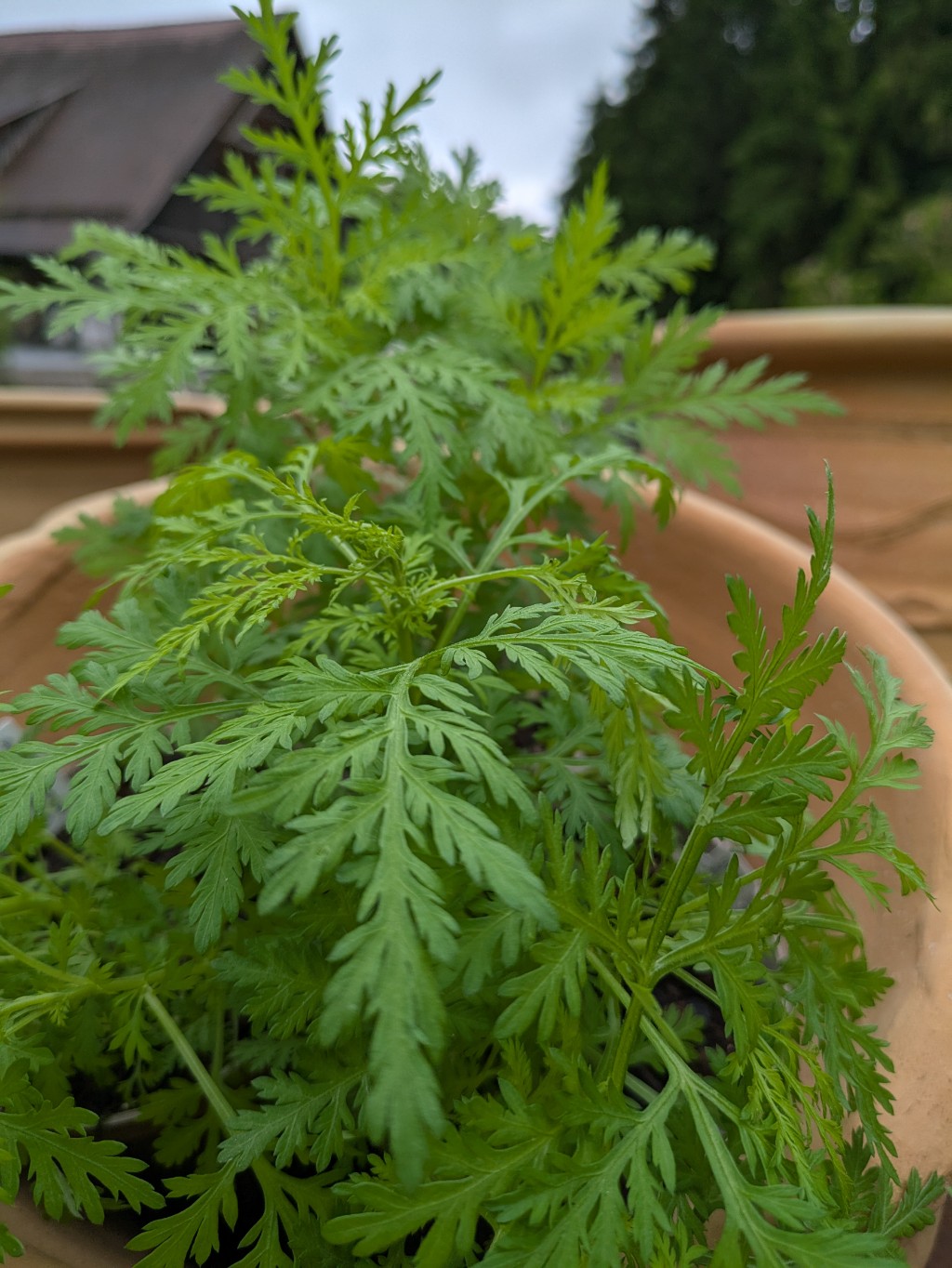 Einjähriger Beifuß, Artemisia annua Einjähriger Beifuß, Artemisia annua