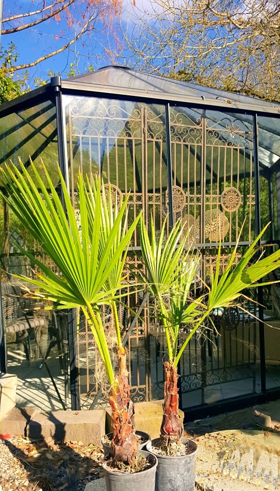 20180314_153335 Petticoatpalme - Washingtonia robusta