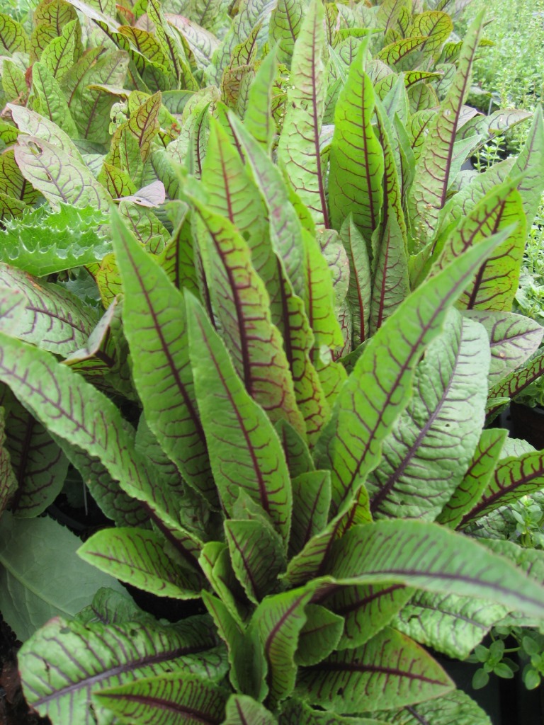 Blutampfer, Rumex sanguineus