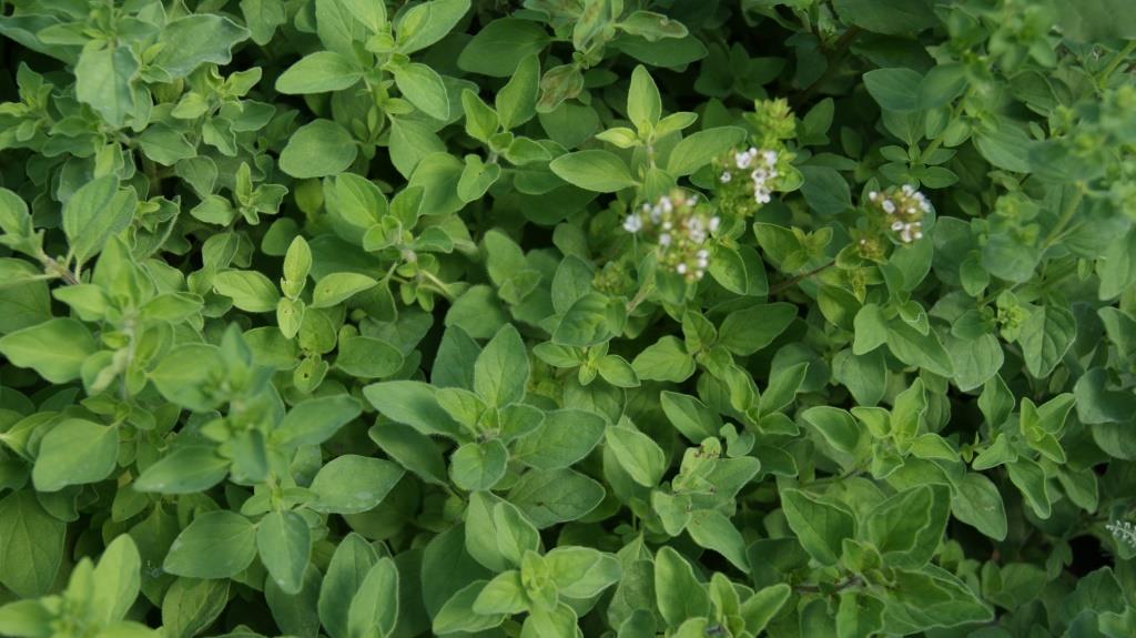 Scharfer Oregano, Origanum Hybride Hot & Spicy