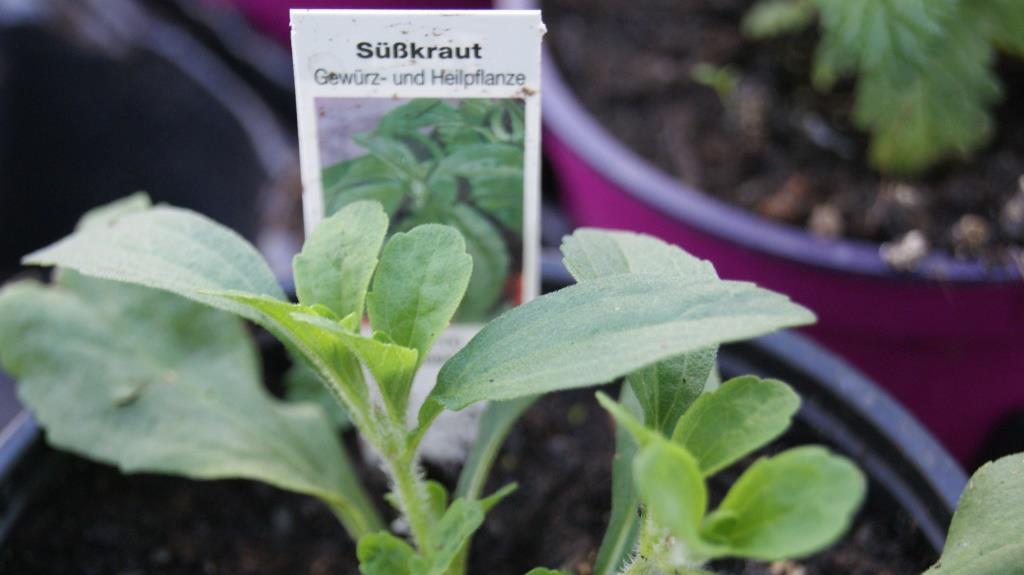 stevia-rebaudiana-zuckerblatt Zuckerblatt, Stevia rebaudiana,
