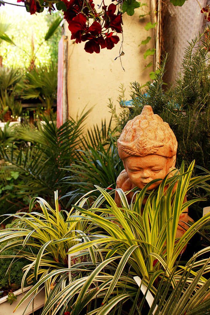 _MG_0066-liriope-variegata Bunte Glöckchentraube - Liriope muscari Variegata