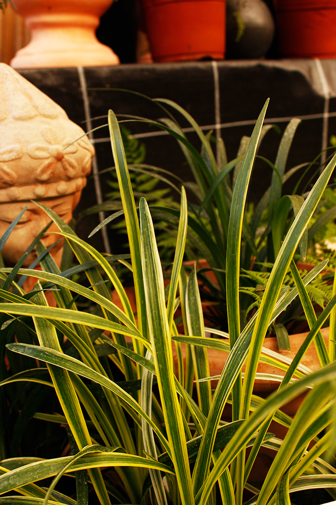 _MG_0069-liriope-variegata Bunte Glöckchentraube - Liriope muscari Variegata