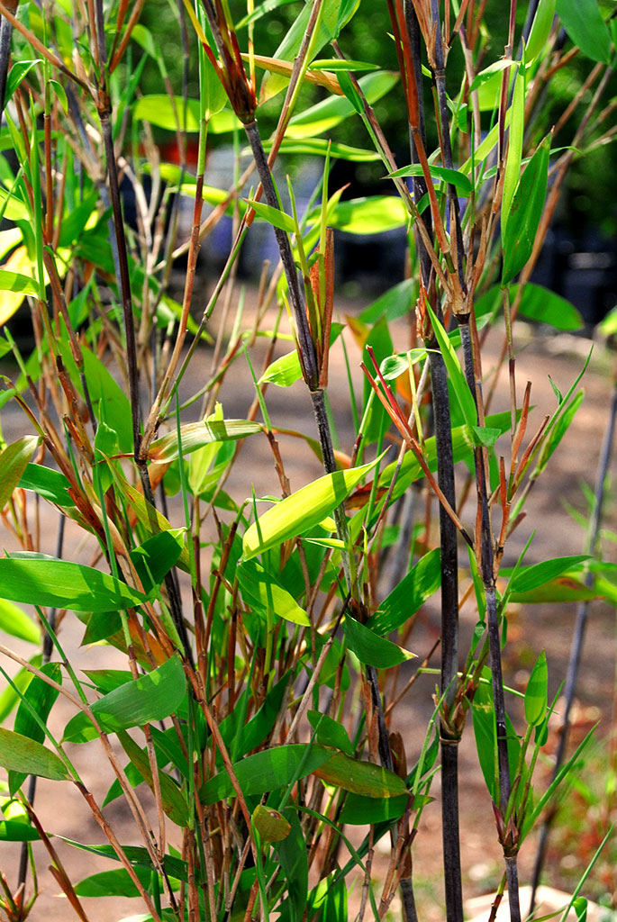 demissa-g Schirmbambus Gerry, Fargesia demissa Gerry