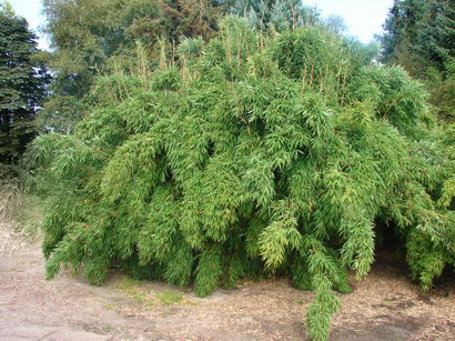 fargesia_murielae_ausgewachsen50c5a878a0cb7 Fargesia murielae Garten Bambus