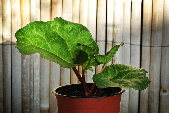 Rheum-Rhabarber3 Rhabarber, Rheum rhabarbarum