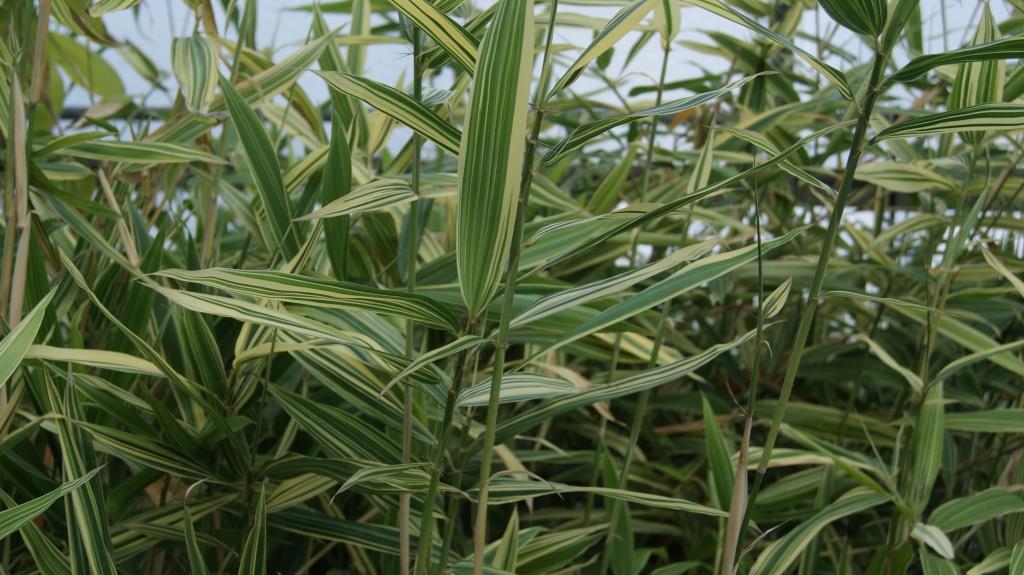 hibanubambusa-shiroshima Buntblättriger Hibanobambusa tranquillans Shiroshima