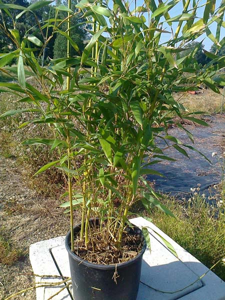 phyllostachys_aureosulcata_spectabilis_topf24bambuswald04 Zick -  Zack Bambus , Phyllostachys aureosulcata spectabilis