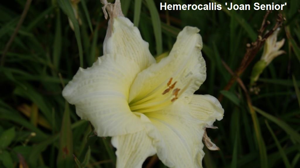 hemerocallis-joan-senior-1-2-liter-4-90 Taglilie, Hemerocallis in Sorten