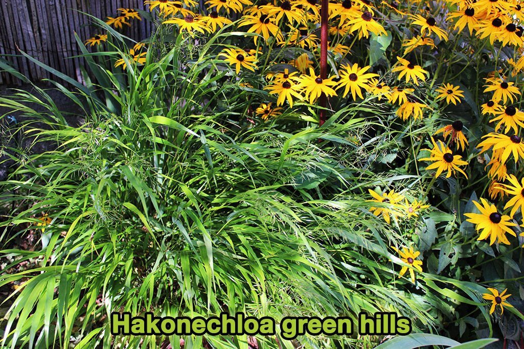 hakonechloa-green-hills4 Japangras, Hakonechloa macra in Sorten