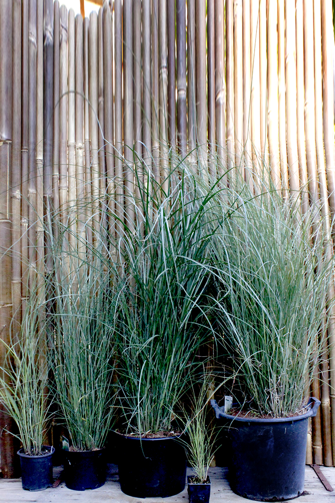 gracilimus Chinaschilf Eulalia, Miscanthus sinensis gracillimus