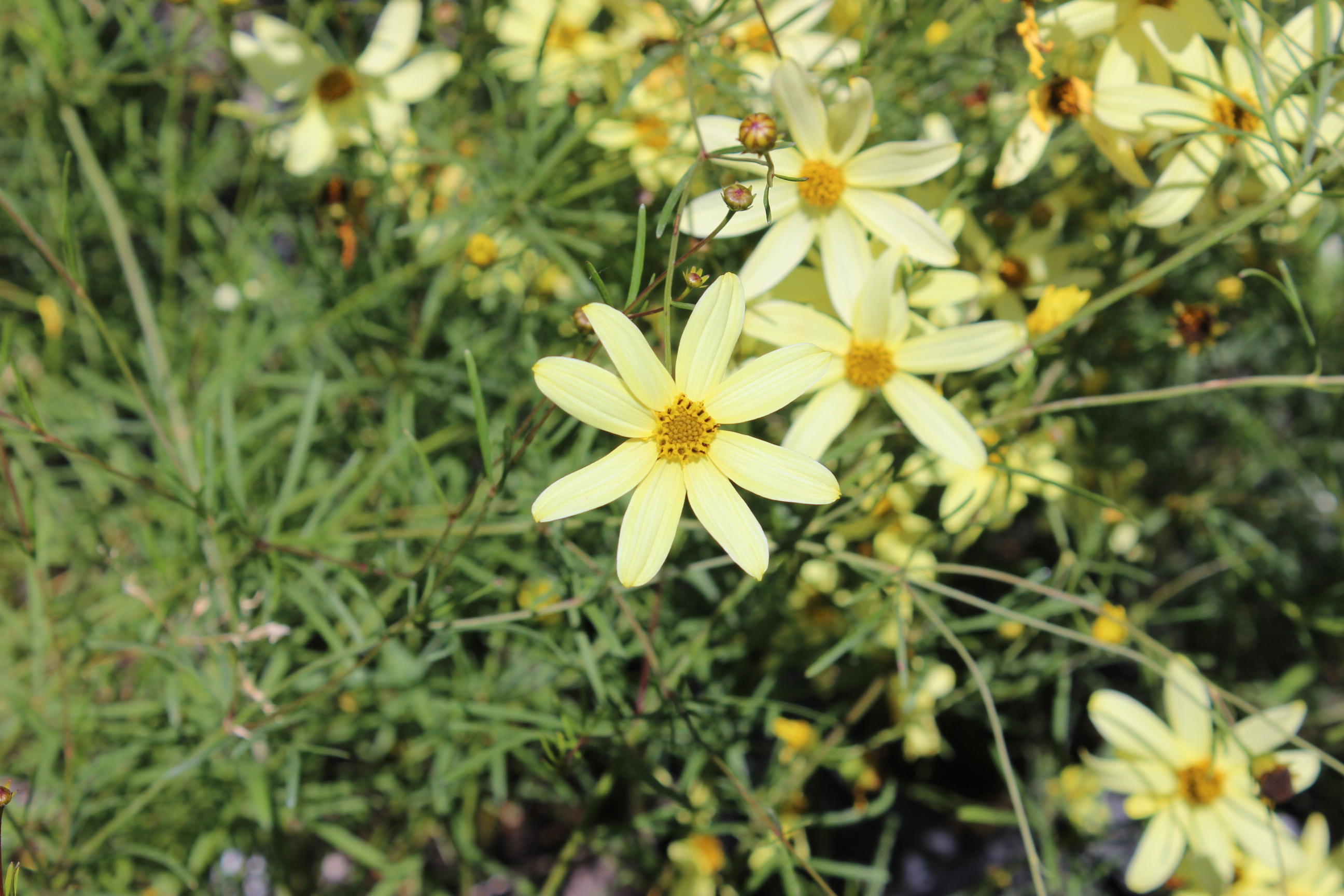 Netzblatt Schönauge Moonbeam - Coreopsis verticillata Moonbeam