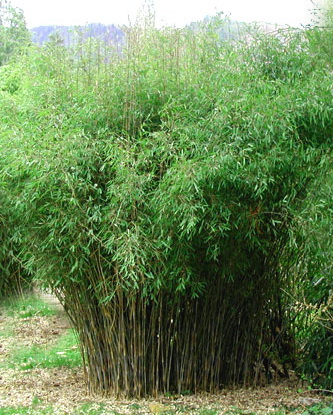 fargesia_nitida_neu Schirmbambus, Fargesia Nitida