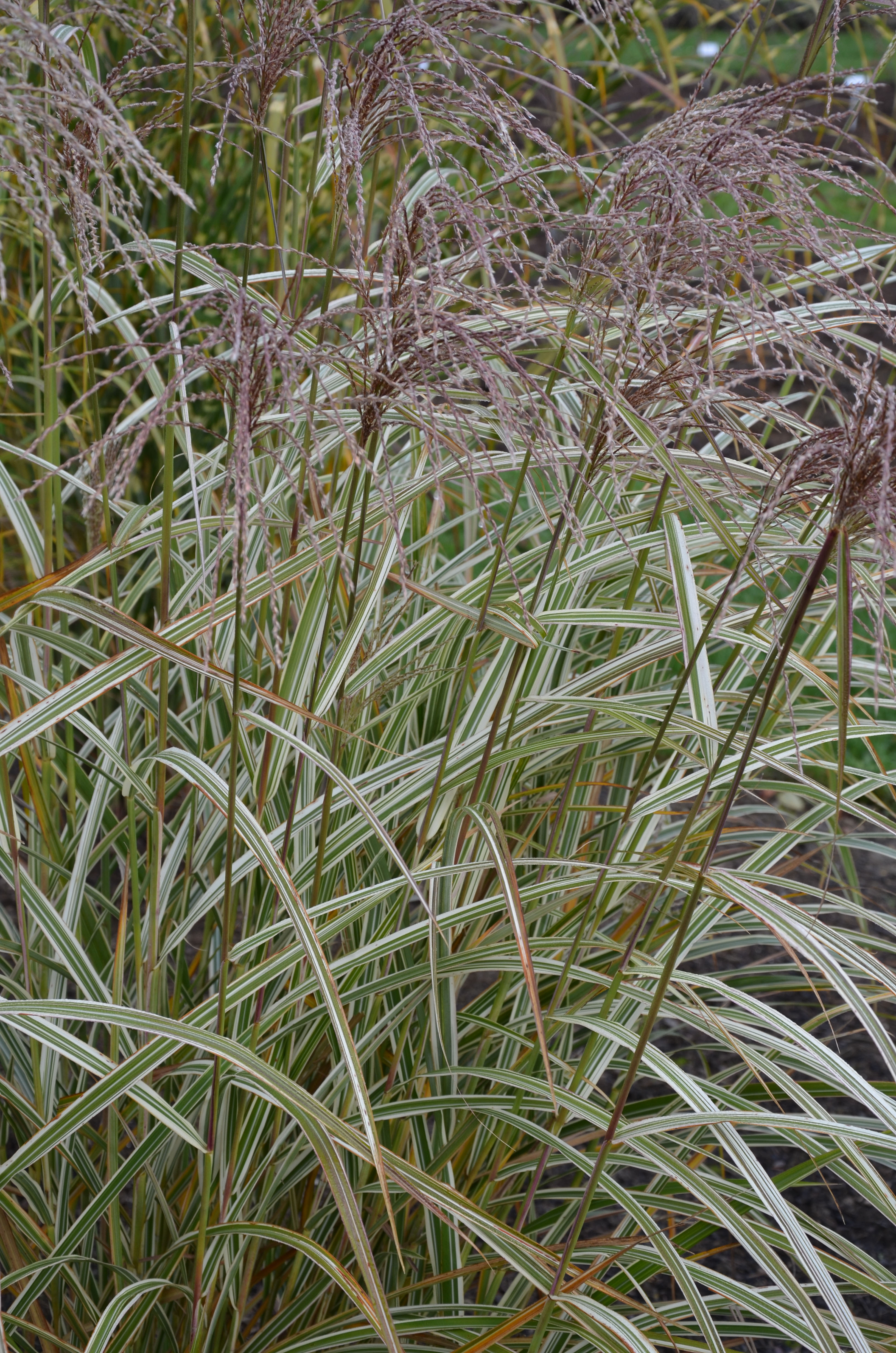 missvariegatus5 Weißbuntes Chinaschilf, Miscanthus sinensis Variegatus
