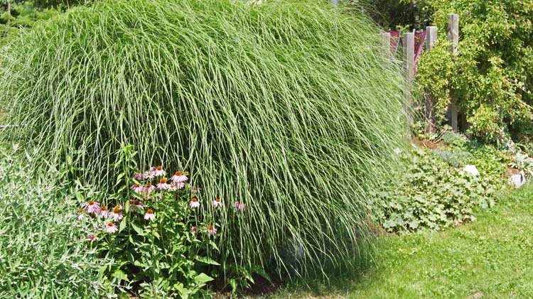 miscanthus-sinensis-gracillimus-bambuswald Chinaschilf Eulalia, Miscanthus sinensis gracillimus