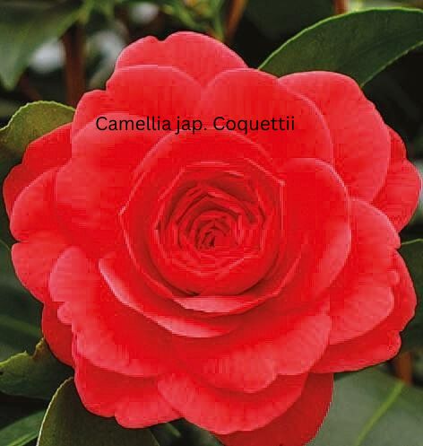 Camellia japonica rosa, Kamelien mit rosa Blüten Camellia japonica rosa, Kamelien mit rosa Blüten