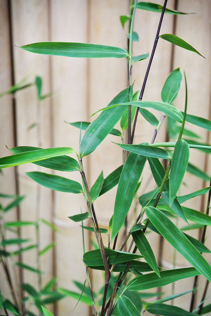 BlackCherry-D1 Black Cherry Bambus, Fargesia spez. Jiuzhaigou 4