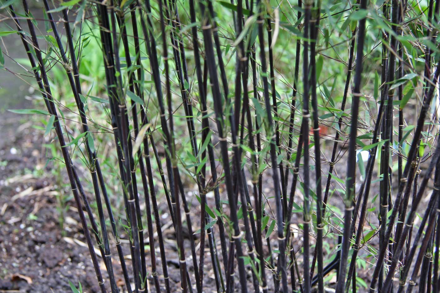 Bambus-fargesie-nitida-jiuzhaigou-Deep-Purple-detail-2 Fargesia jiuzhaigou Deep Purple