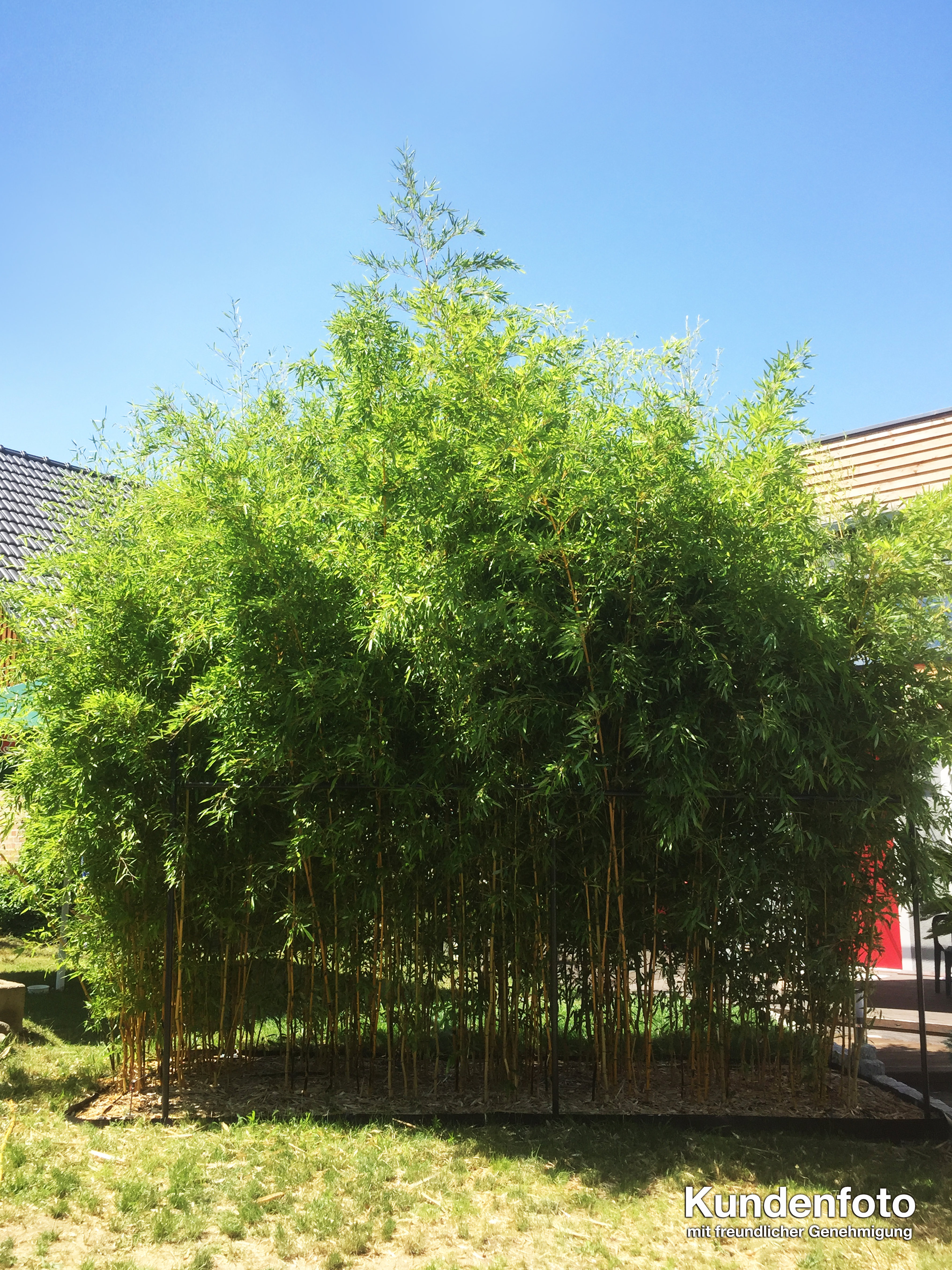image1p05jrI7Ik0RXY Goldener Peking Bambus, Phyllostachys aureosulcata Aureocaulis