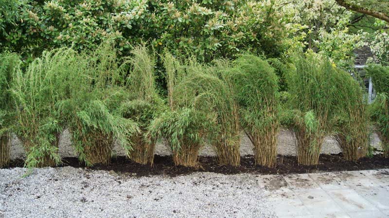 fargesia_nitida_hecke_bambuswald51a0ca094b3ac Schirmbambus, Fargesia Nitida