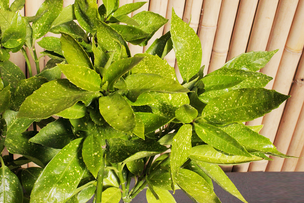 Aucuba-japonica4 Japanische Aukube - Aucuba japonica