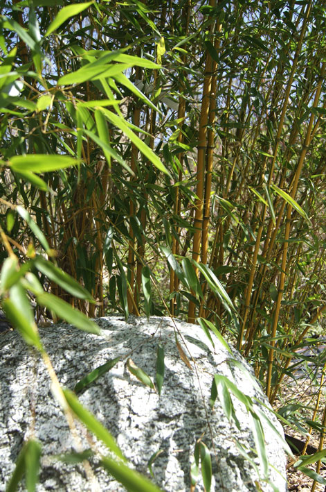 phyllostachys-aureosulcata-spectabilis-bambuswald-1 Zick -  Zack Bambus , Phyllostachys aureosulcata spectabilis