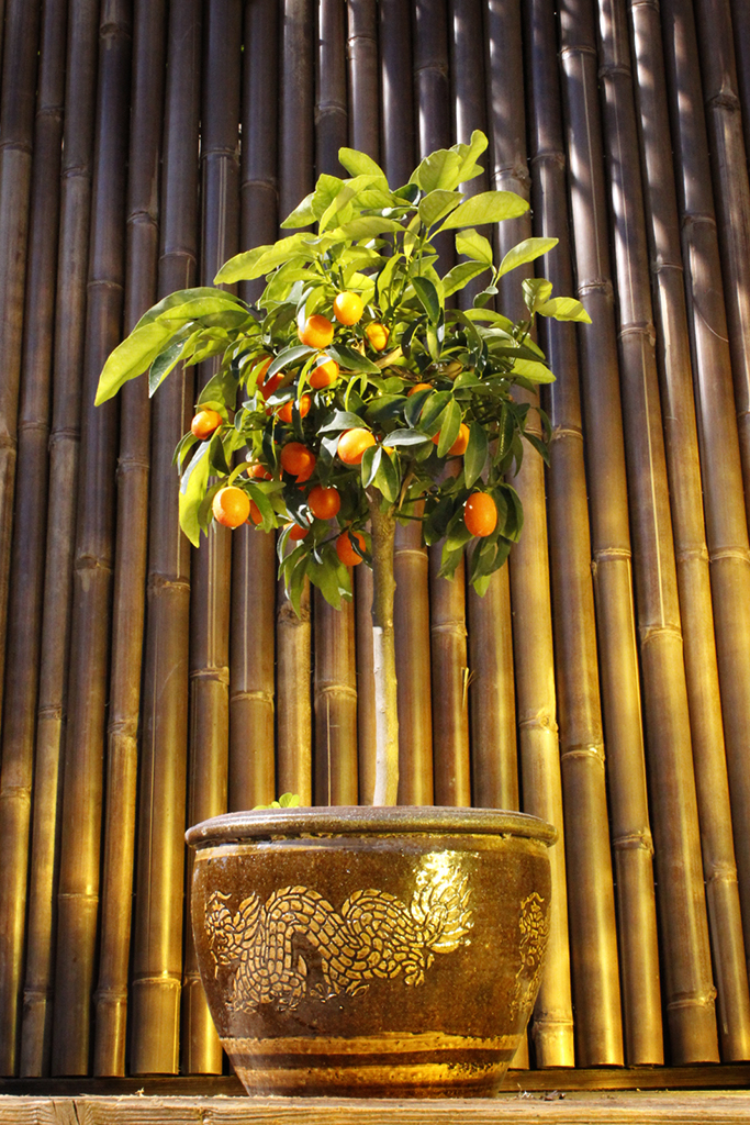_MG_00532LiMXIaJHvYQP Citrofortunella mitis, Calamondin