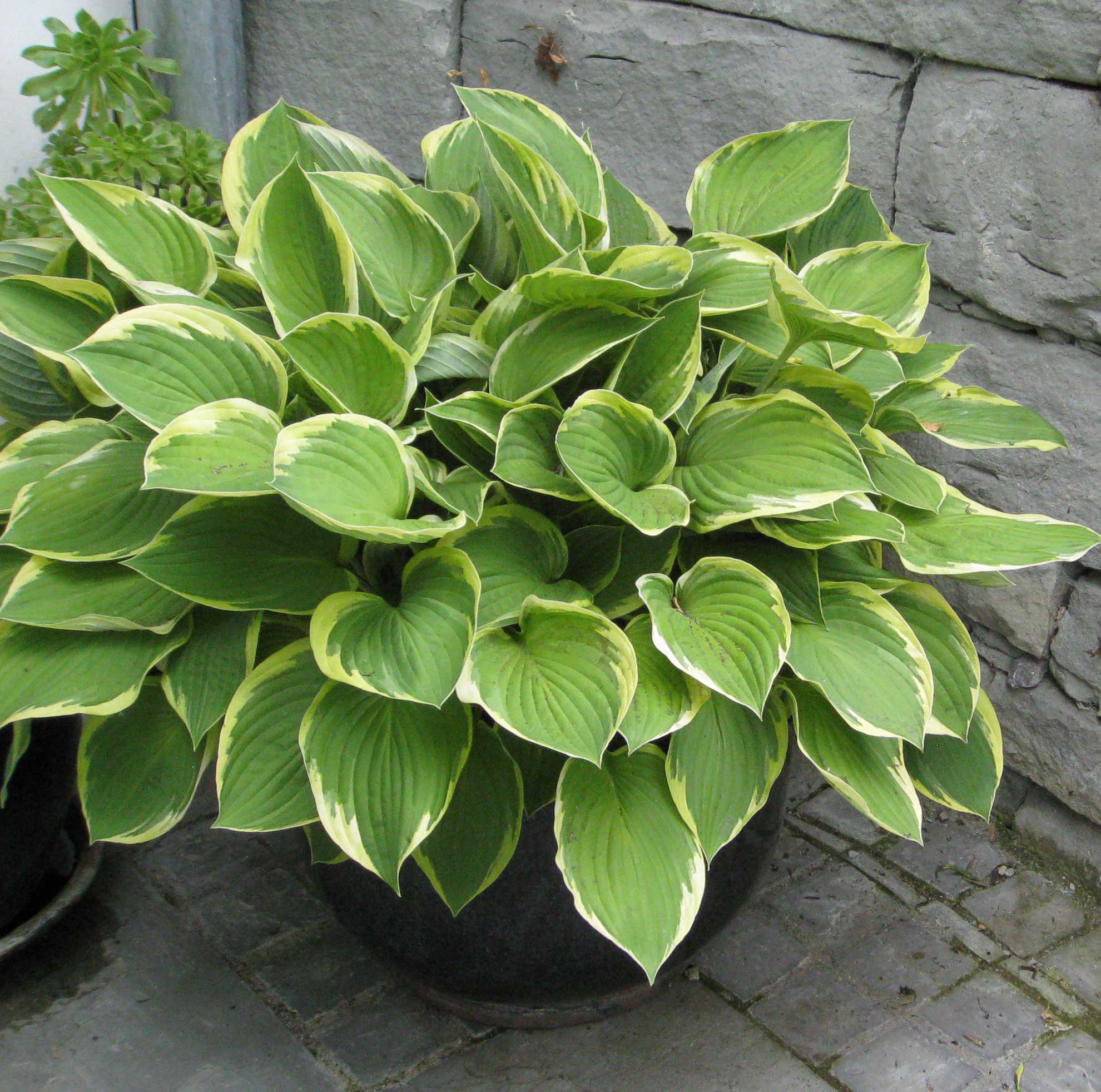 hosta-francee_2 Weißrand-Funkie, Hosta Hybride Francee