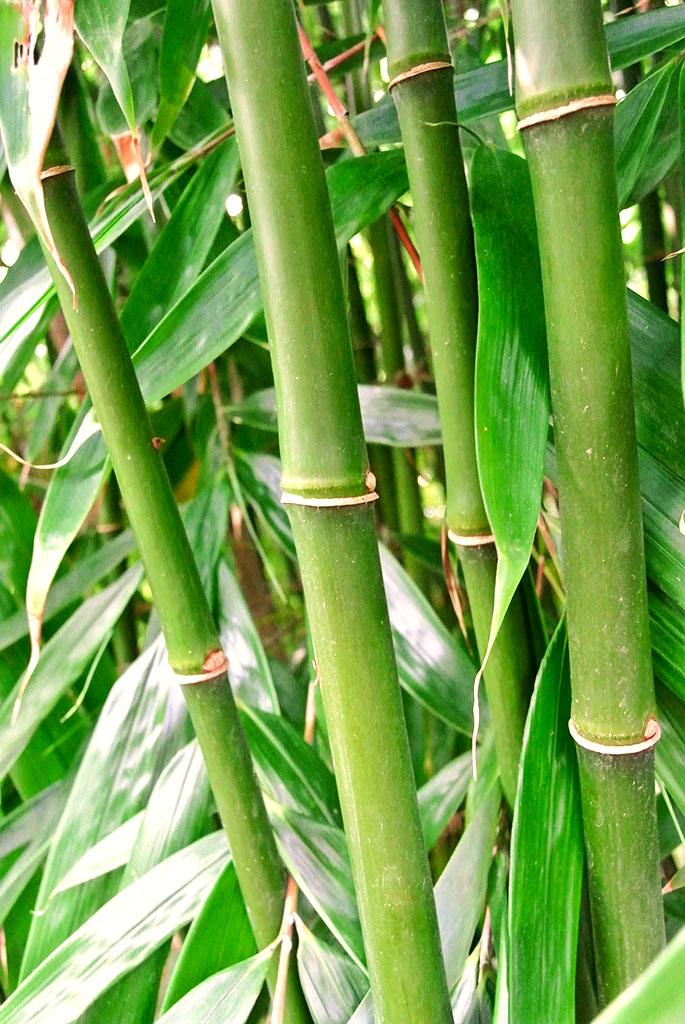 robusta-wolong Fargesia robusta Wolong