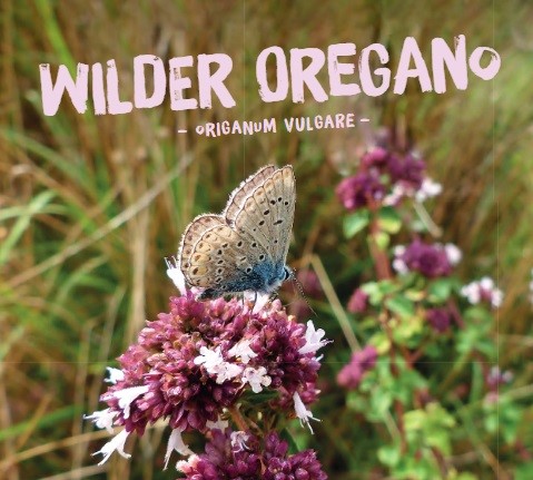 Origanum-vulgareFbKqPBE87ZfEe Wilder Oregano, Origanum vulgare