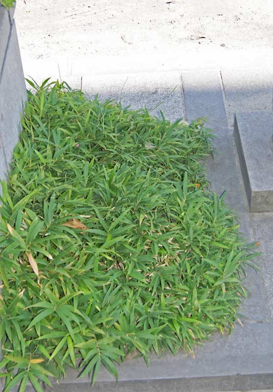 sasa-pumila-stadtgruen_bambuswald526fb40a40040 Zwergbambus Pleioblastus pumilus (Sasa Pumila)