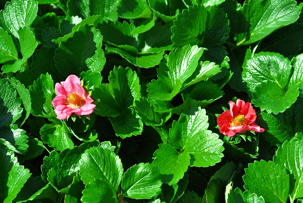 riesenmonatserdbeere8jTNznxbNHaDV Riesenmonatserdbeere, Fragaria X Ananassa