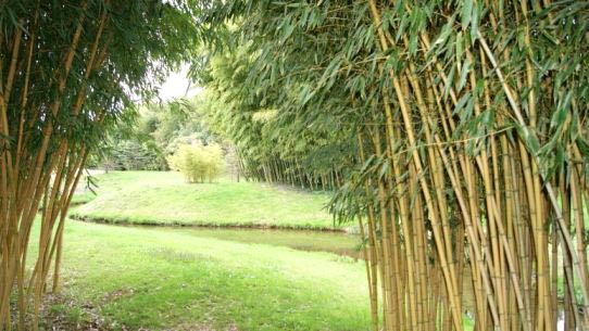 phyllostachys_aureosulcata_aureocaulis Goldener Peking Bambus, Phyllostachys aureosulcata Aureocaulis