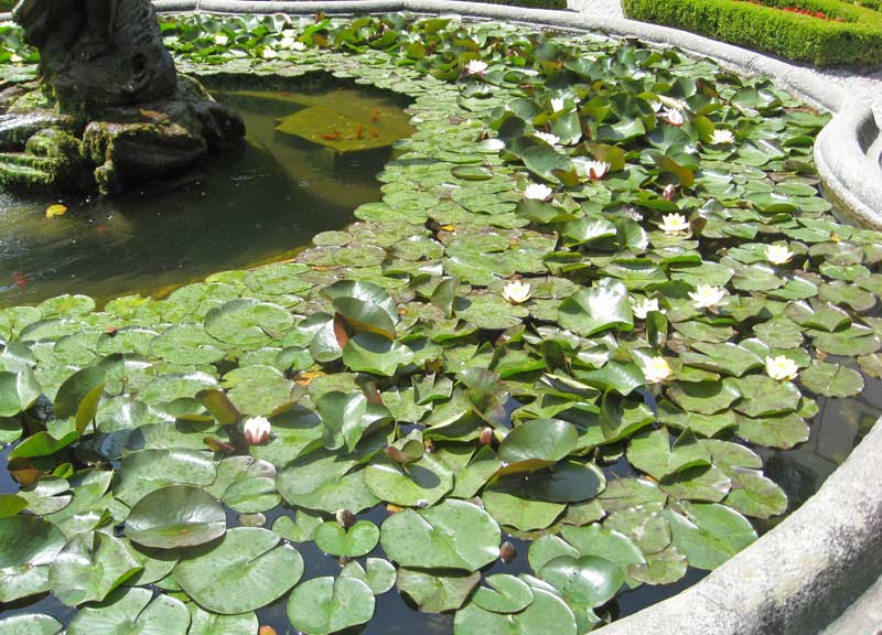 seerose-weiss-bambuswald Wasserpflanzensortiment mit reinigender Wirkung-Algenbekämpfung