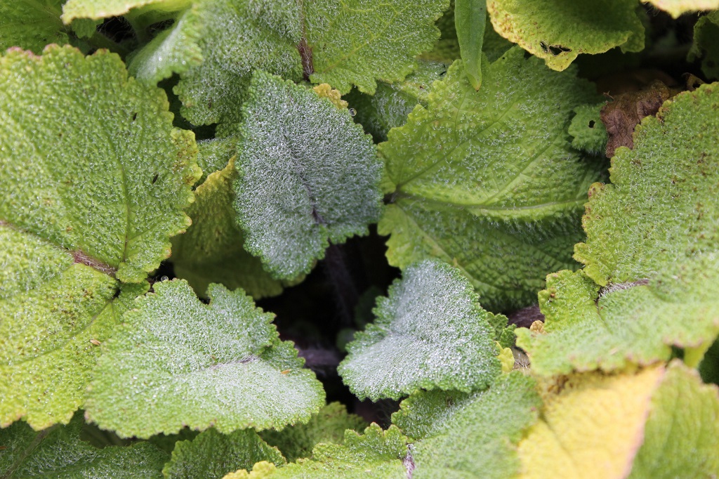 Muskateller-Salbei, Salvia sclarea