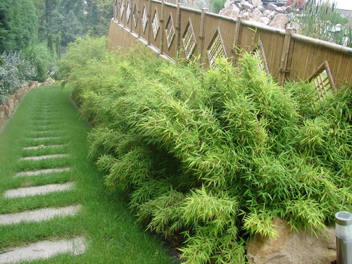 fargesienhecke50c5a87d7081d Fargesia murielae Garten Bambus
