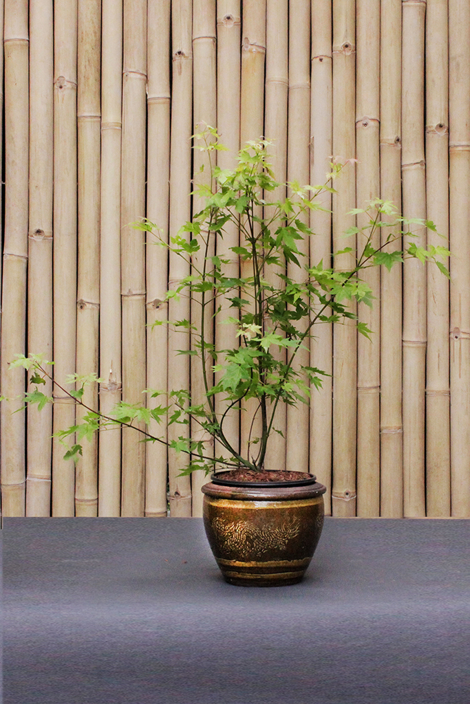 Acer-Palmatum-Orange-Dream Japanischer Fächerahorn - Acer palmatum