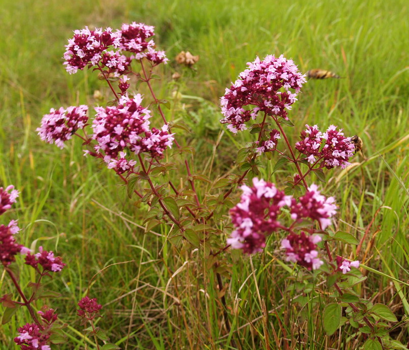 Origanum-vulgare-Wilder-Majoran Wilder Oregano, Origanum vulgare
