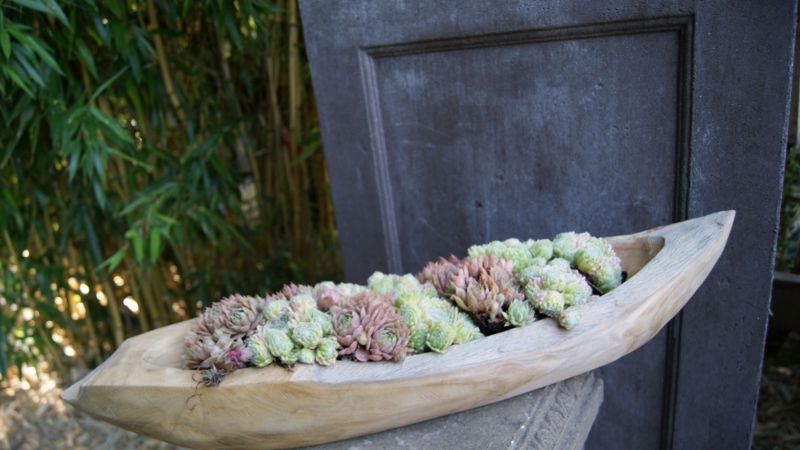 60cm-Schiff-800x450 Teak- Wurzel Schale länglich